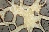 Polished Septarian Nodule Half - Utah #378435-1